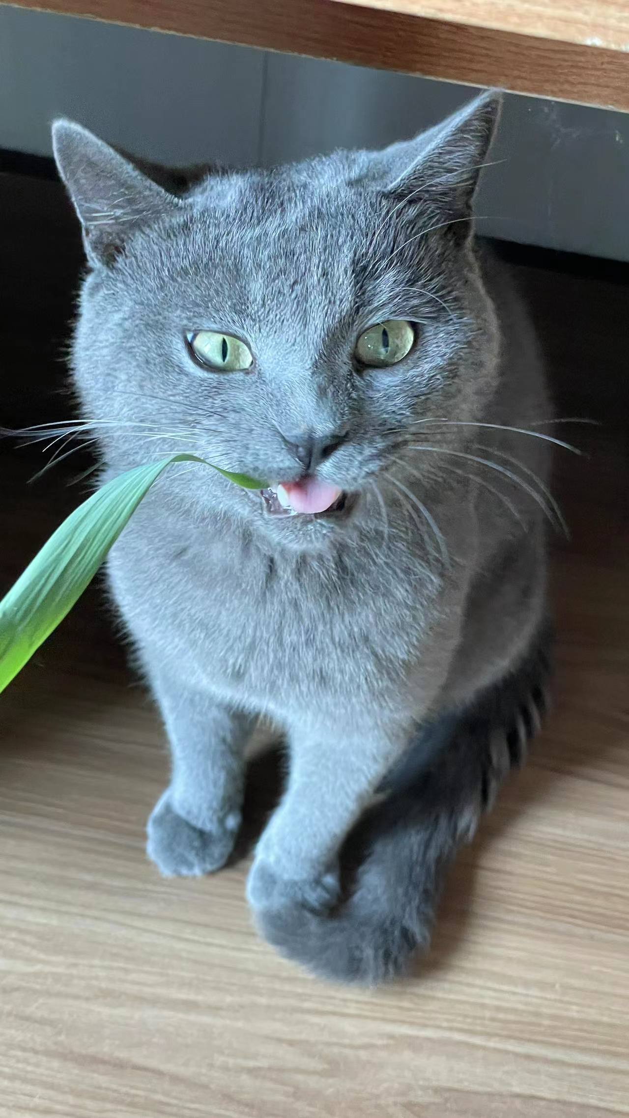 可愛搞怪小貓.jpg 可愛搞怪小貓.jpg